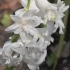 Hyacinthus orientalis 'Ben Nevis' -- Gartenhyazinthe
